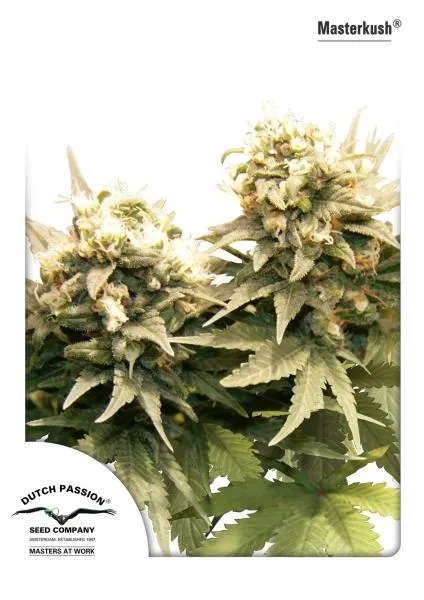 Master Kush — immagine 4