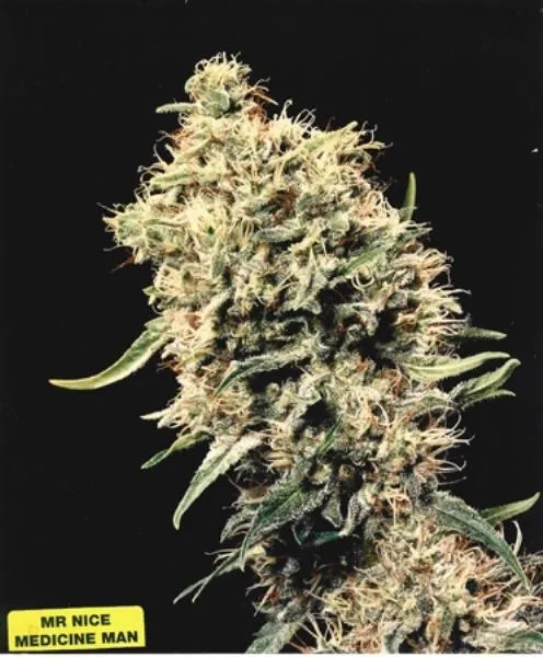 Medicine Man — immagine 3