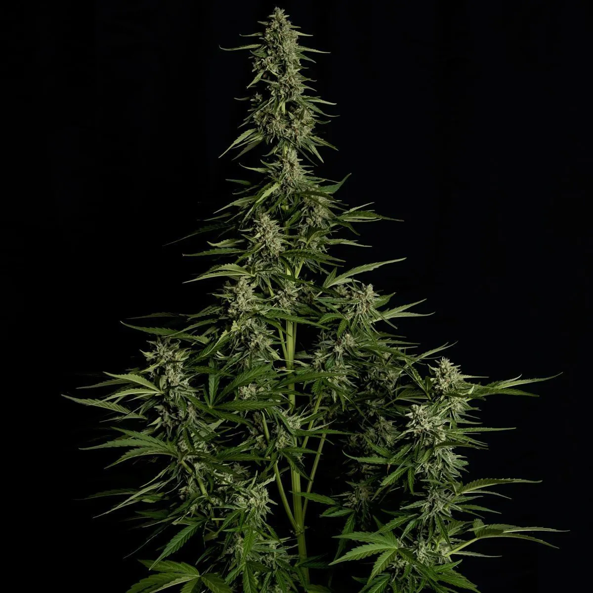 Medusa F1 — immagine 3