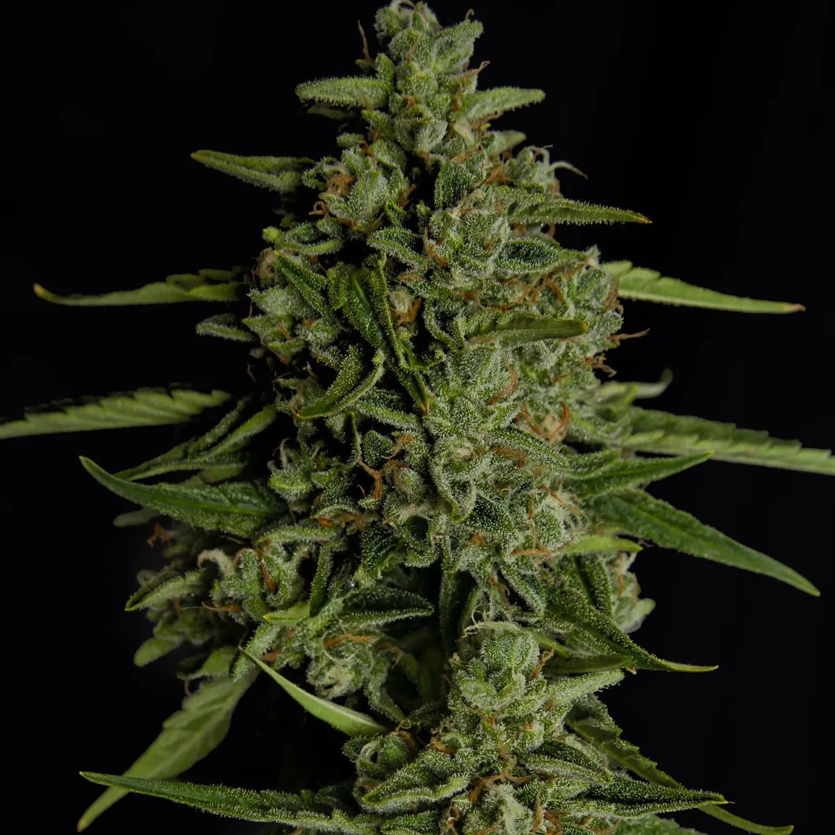 Medusa F1 — immagine 4