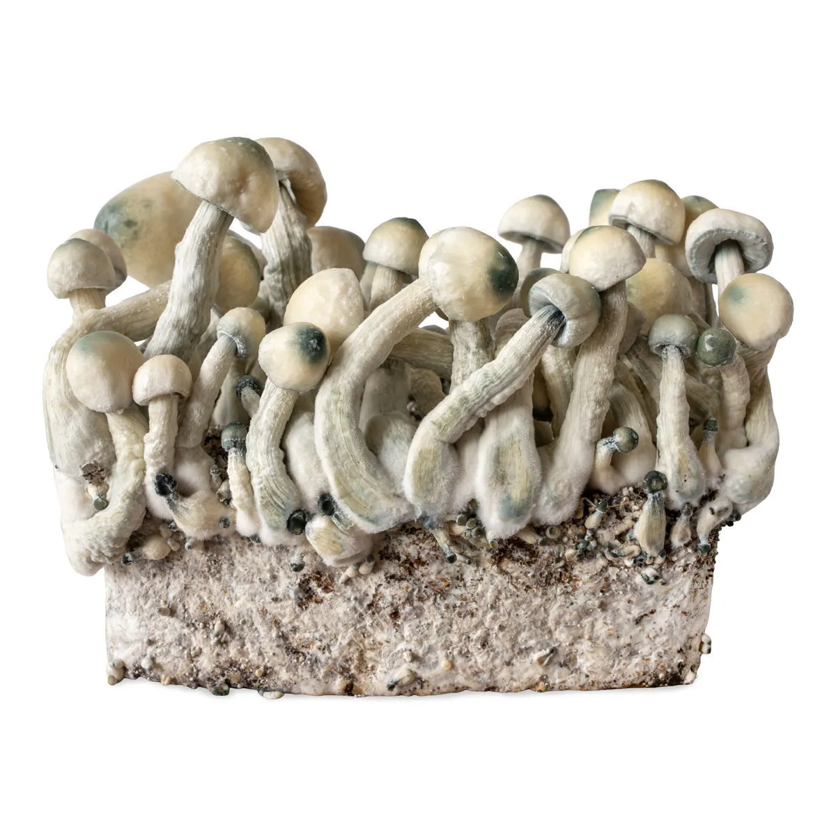 Siringa di coltura liquida Melmac Monster (Acid Shroomz) — immagine 3