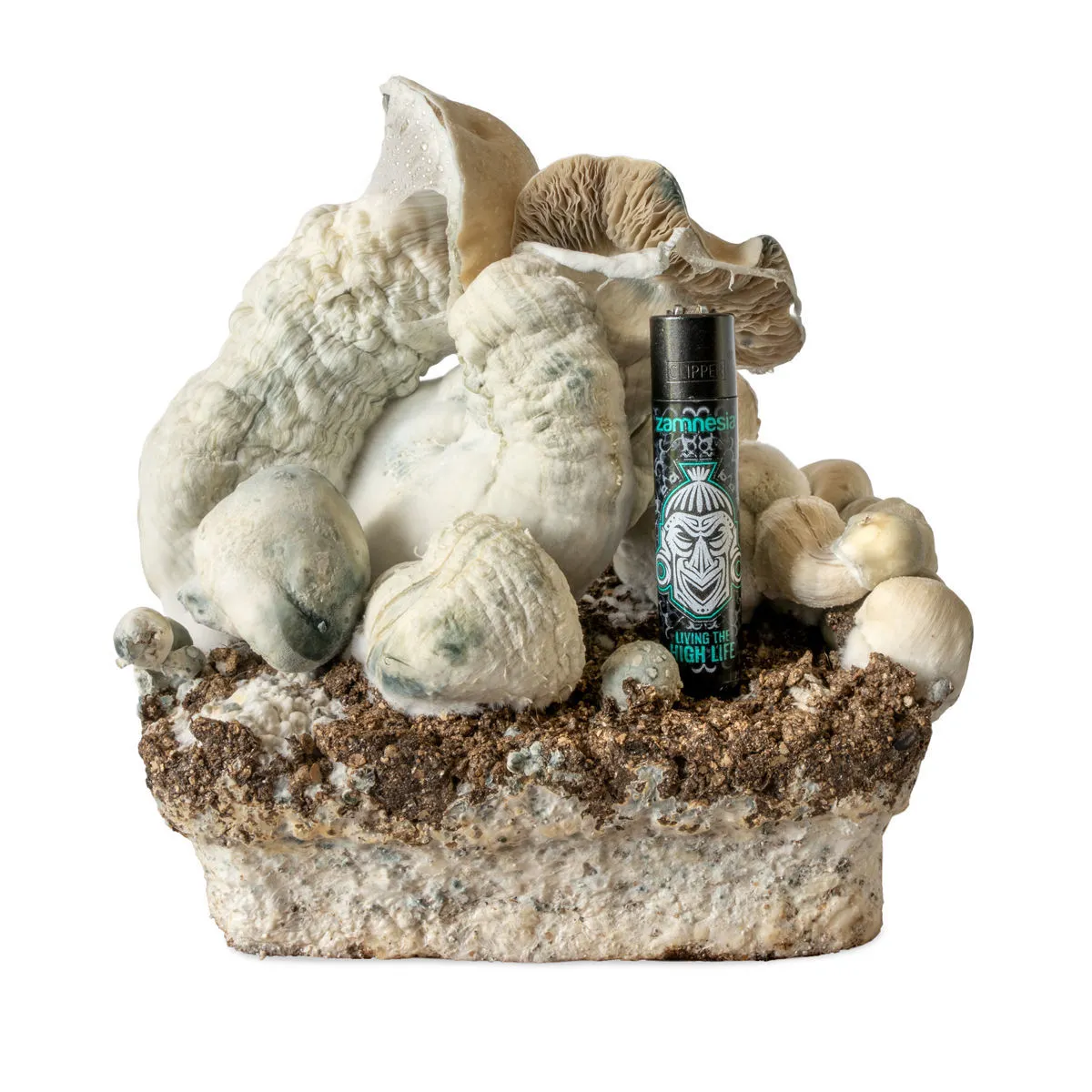 Siringa di coltura liquida Melmac Monster (Acid Shroomz) — immagine 4