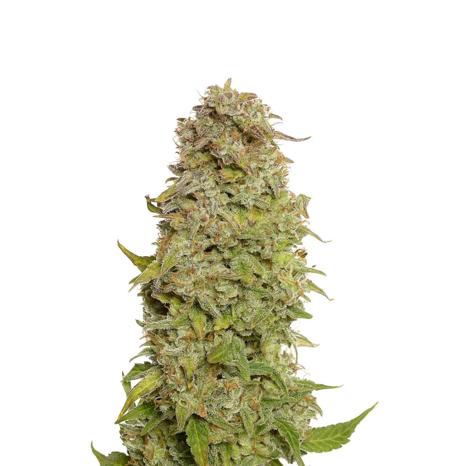Milkshake Kush Autoflower — immagine 2