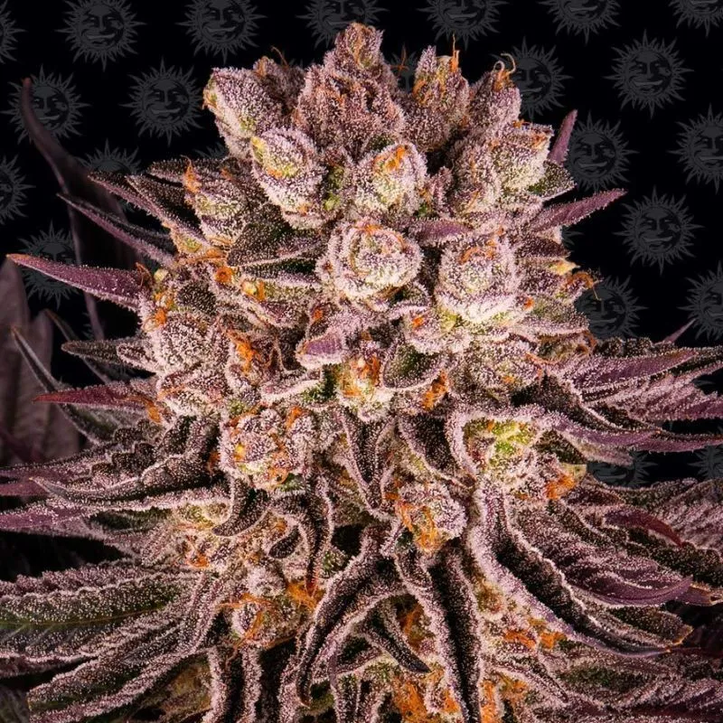 Mimosa x Orange Punch — immagine 2
