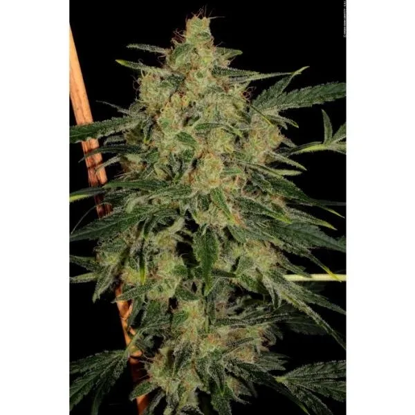 Nebula II CBD — immagine 2