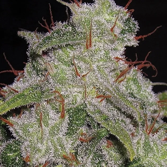 Northern Lights Autoflowering — immagine 2