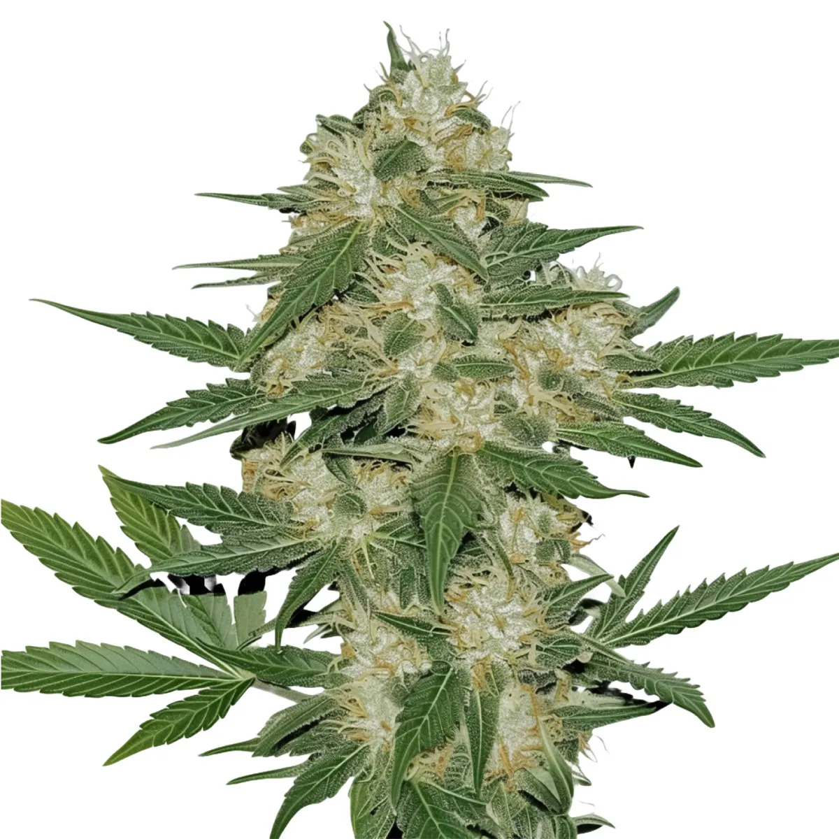 OG Kush — immagine 2