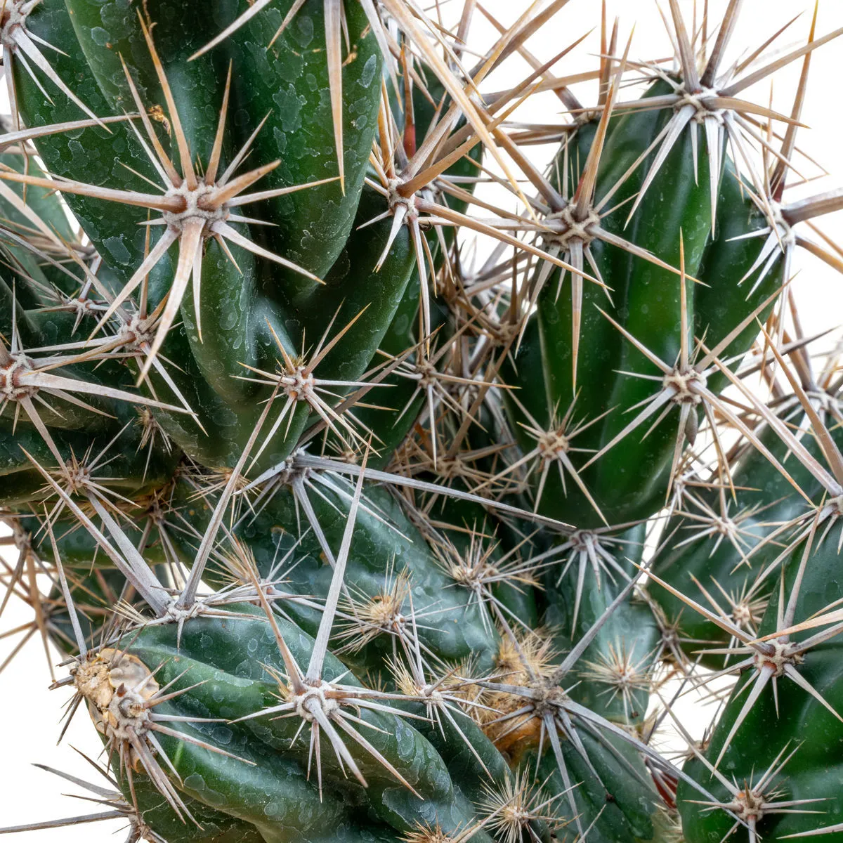 Opuntia invicta (Grusonia invicta) — immagine 2