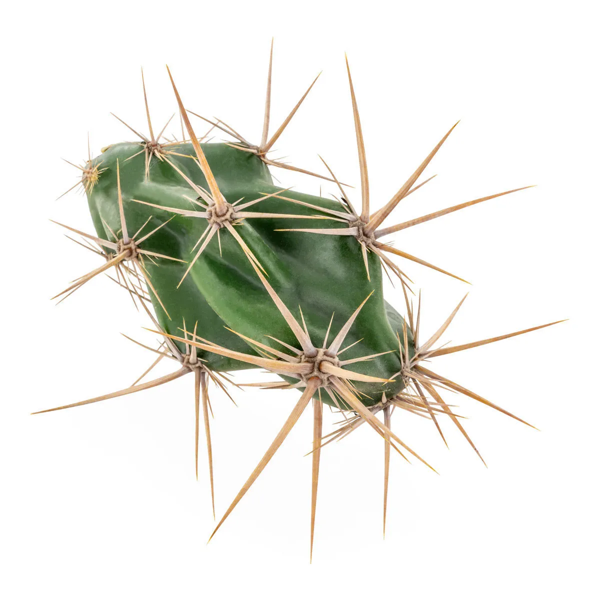 Opuntia invicta (Grusonia invicta) — immagine 3