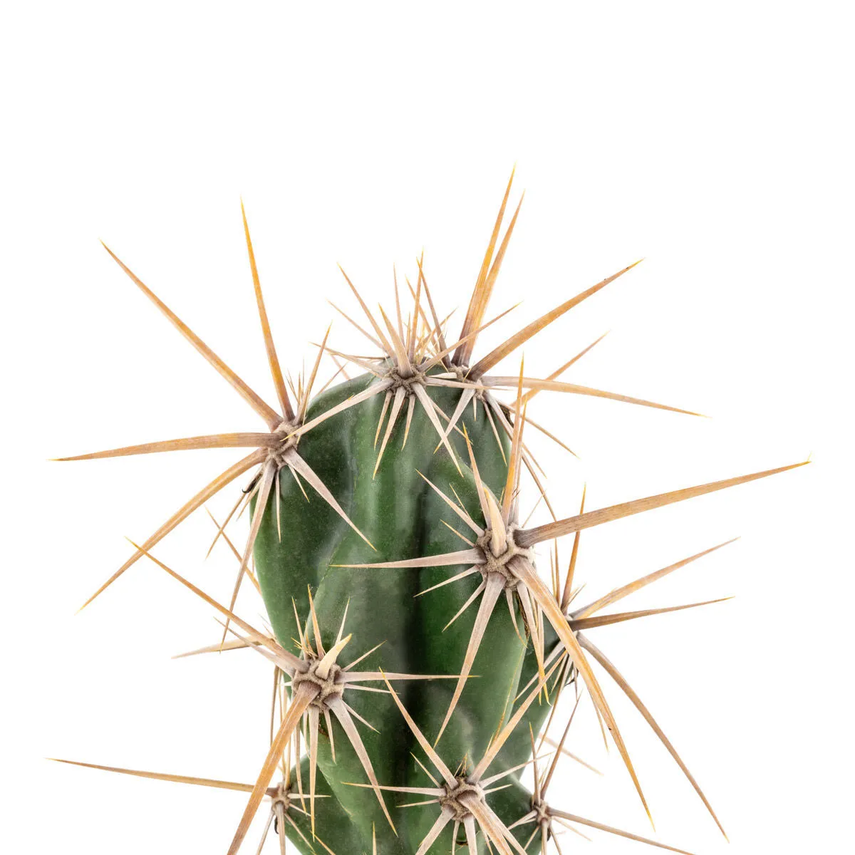 Opuntia invicta (Grusonia invicta) — immagine 4