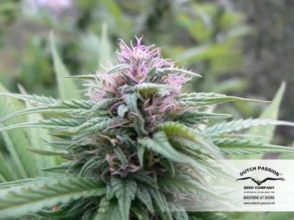 Orange Bud — immagine 2