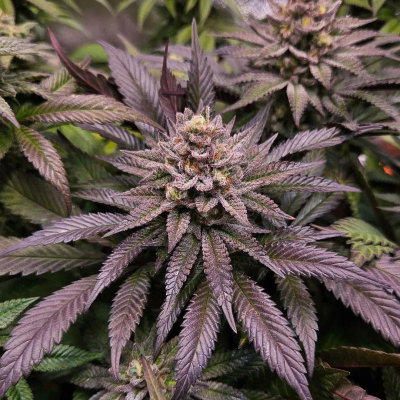 Orange Bud 2.0 — immagine 2