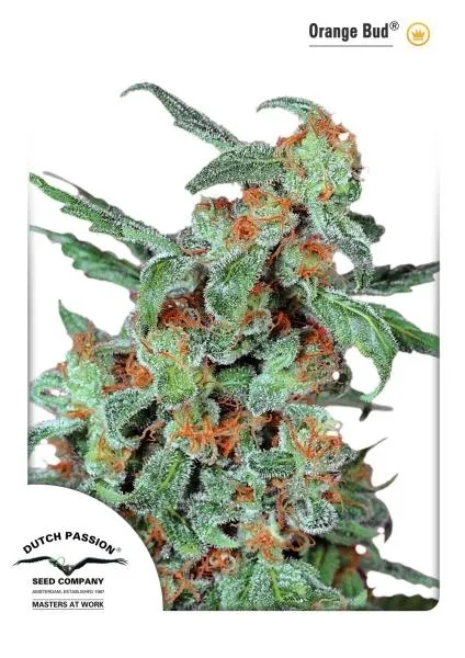 Orange Bud — immagine 4