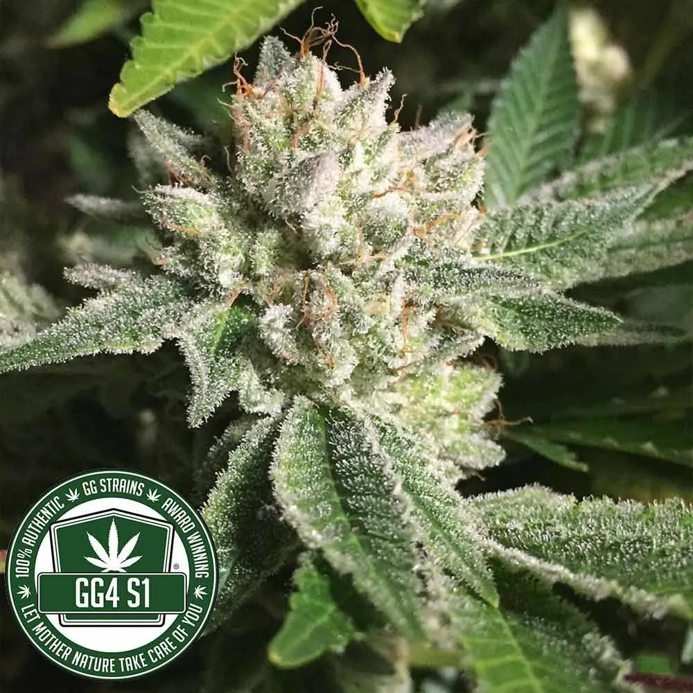 Original Glue | GG4S1 (GGStrains) — immagine 2