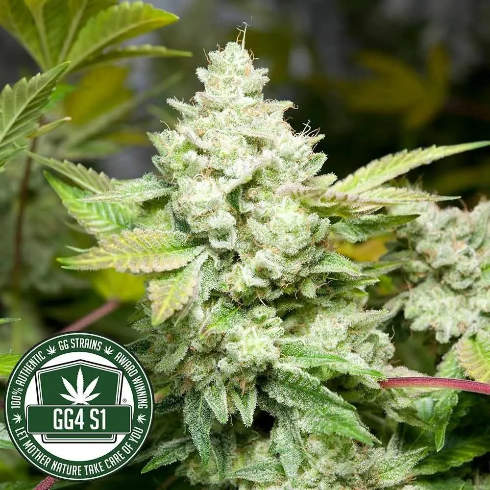 Original Glue | GG4S1 (GGStrains) — immagine 3