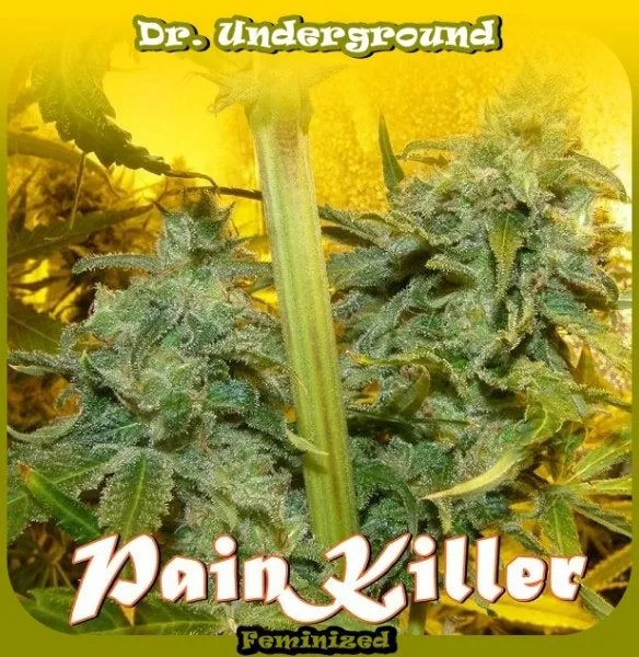 PainKiller — immagine 2