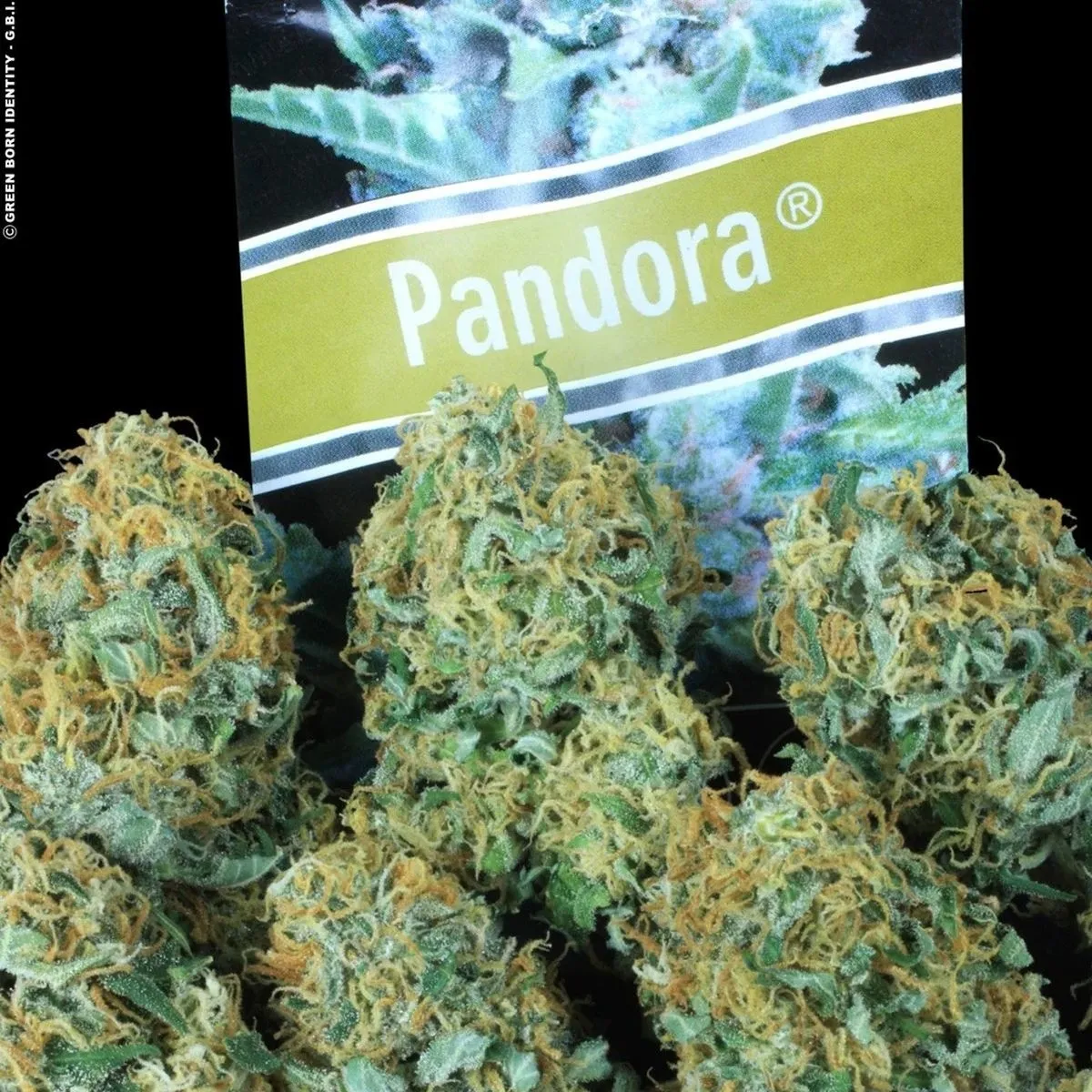 Pandora — immagine 3