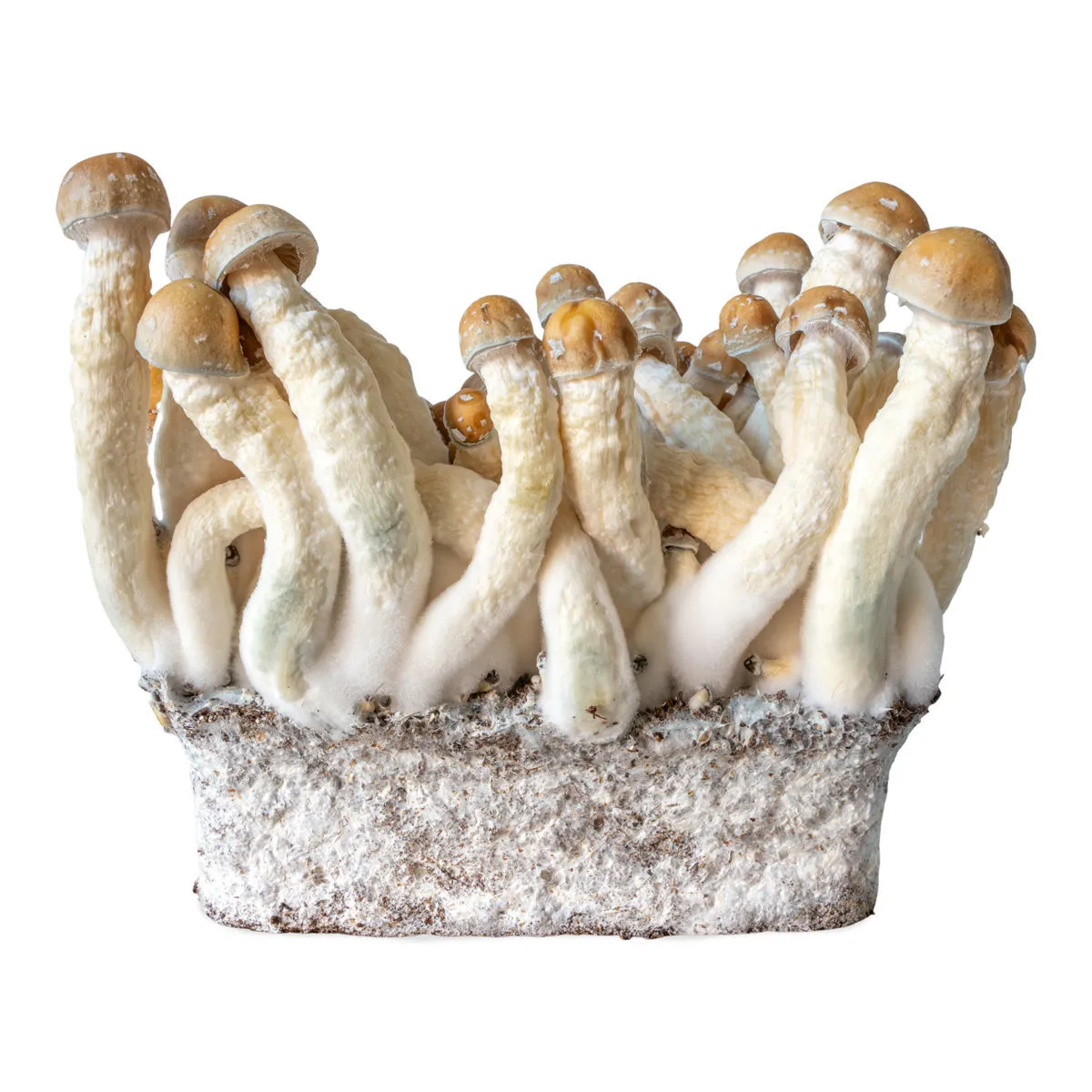 Siringa con coltura liquida Penis Envy (Acid Shroomz) — immagine 3