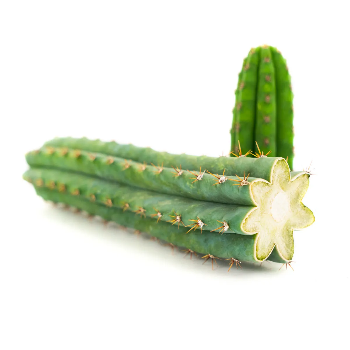 Peruvian Torch (Echinopsis peruviana) — immagine 2