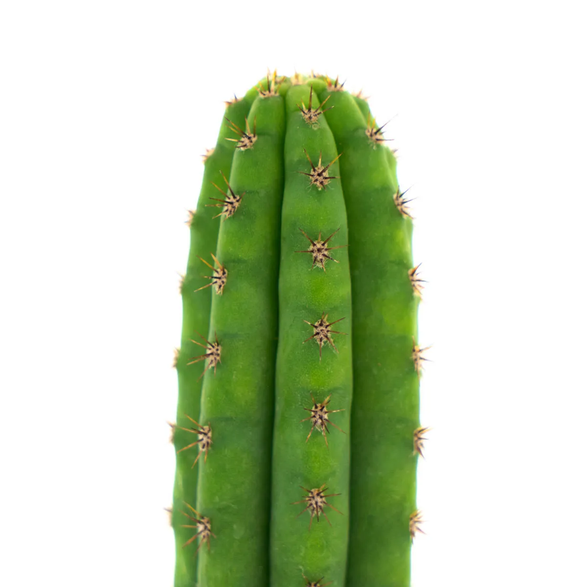 Peruvian Torch (Echinopsis peruviana) — immagine 3