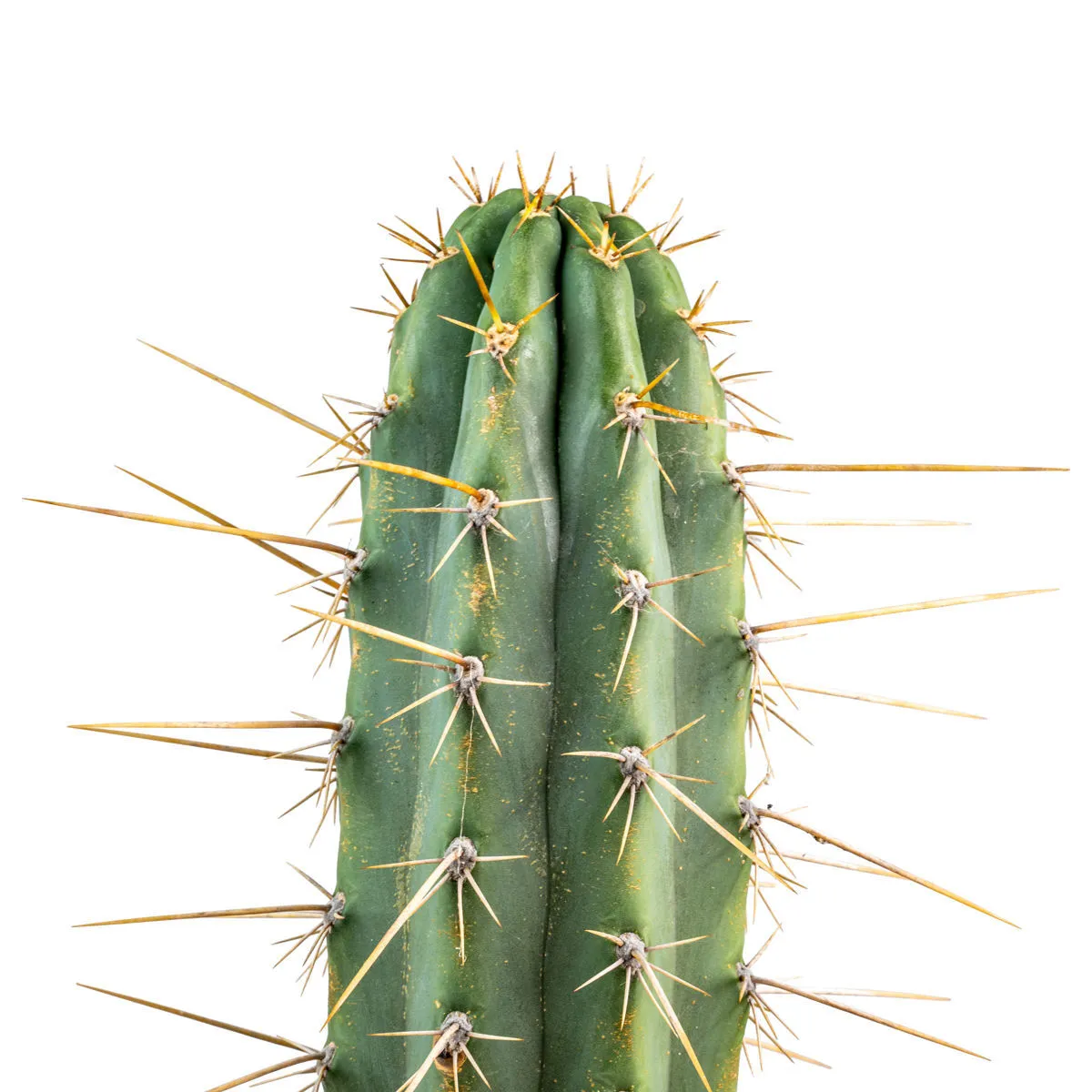 Peruvian Torch XL (Echinopsis peruviana) — immagine 2
