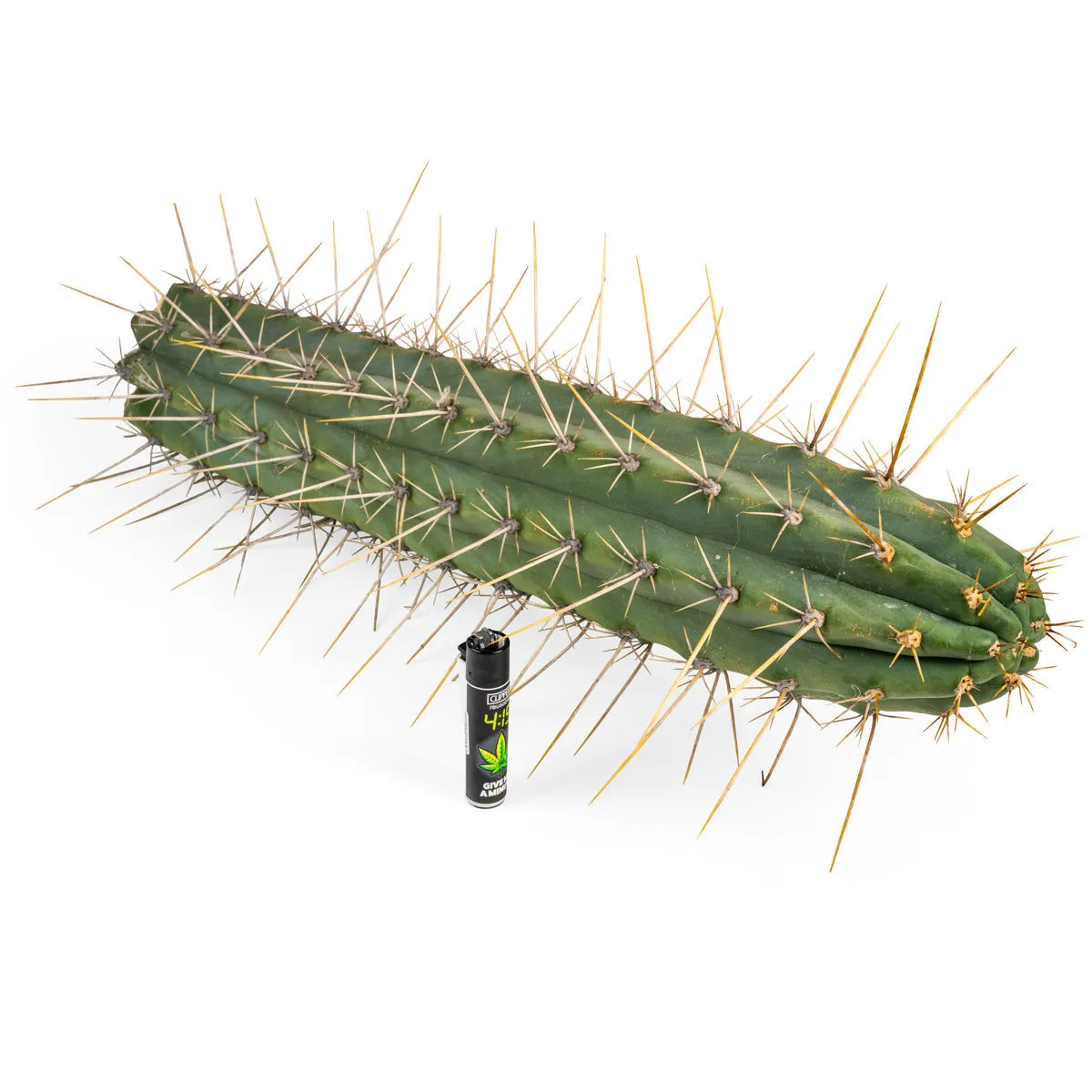 Peruvian Torch XL (Echinopsis peruviana) — immagine 3