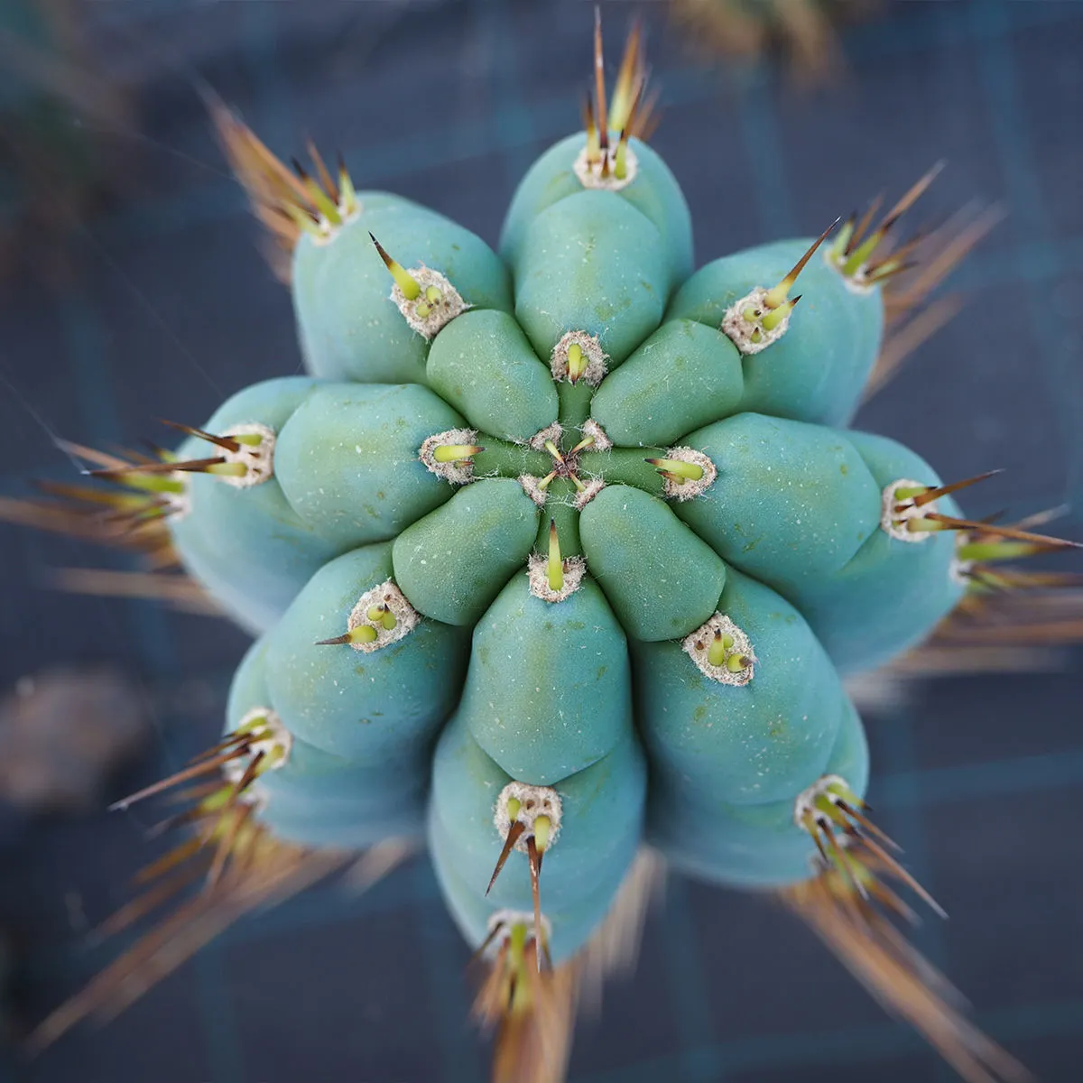 Peruvian Torch XL (Echinopsis peruviana) — immagine 4