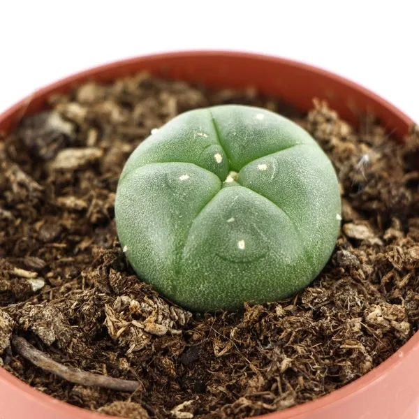 Peyote — immagine 2