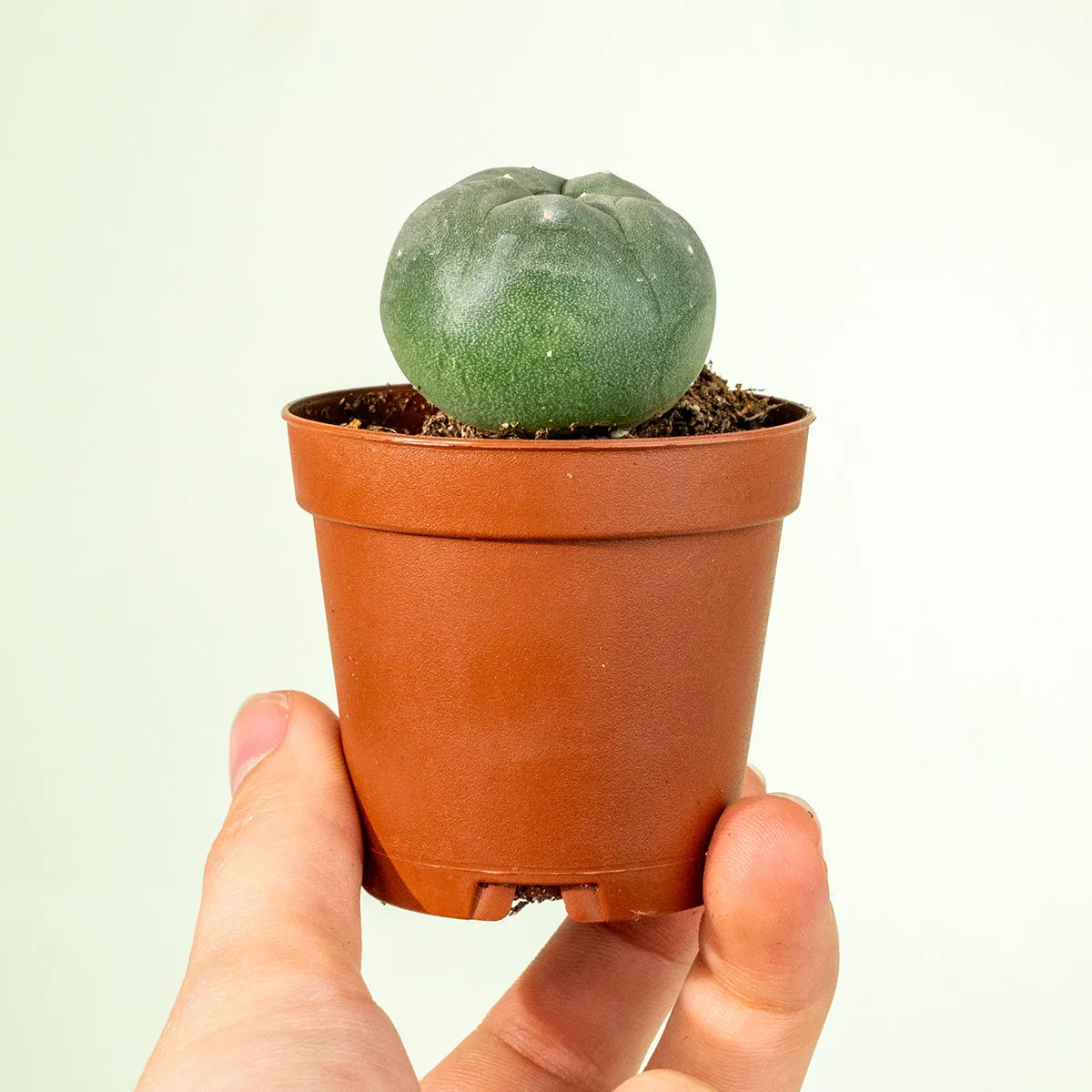 Peyote — immagine 3