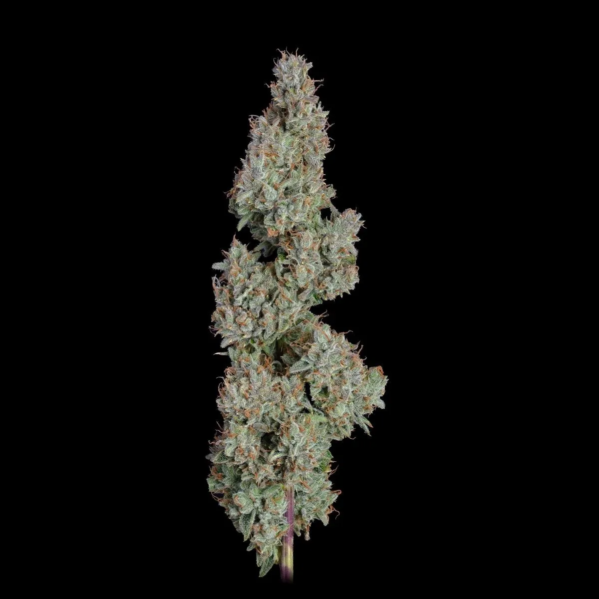 Pineapple Diesel — immagine 2