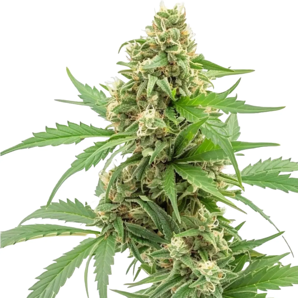Pineapple Express Auto — immagine 2