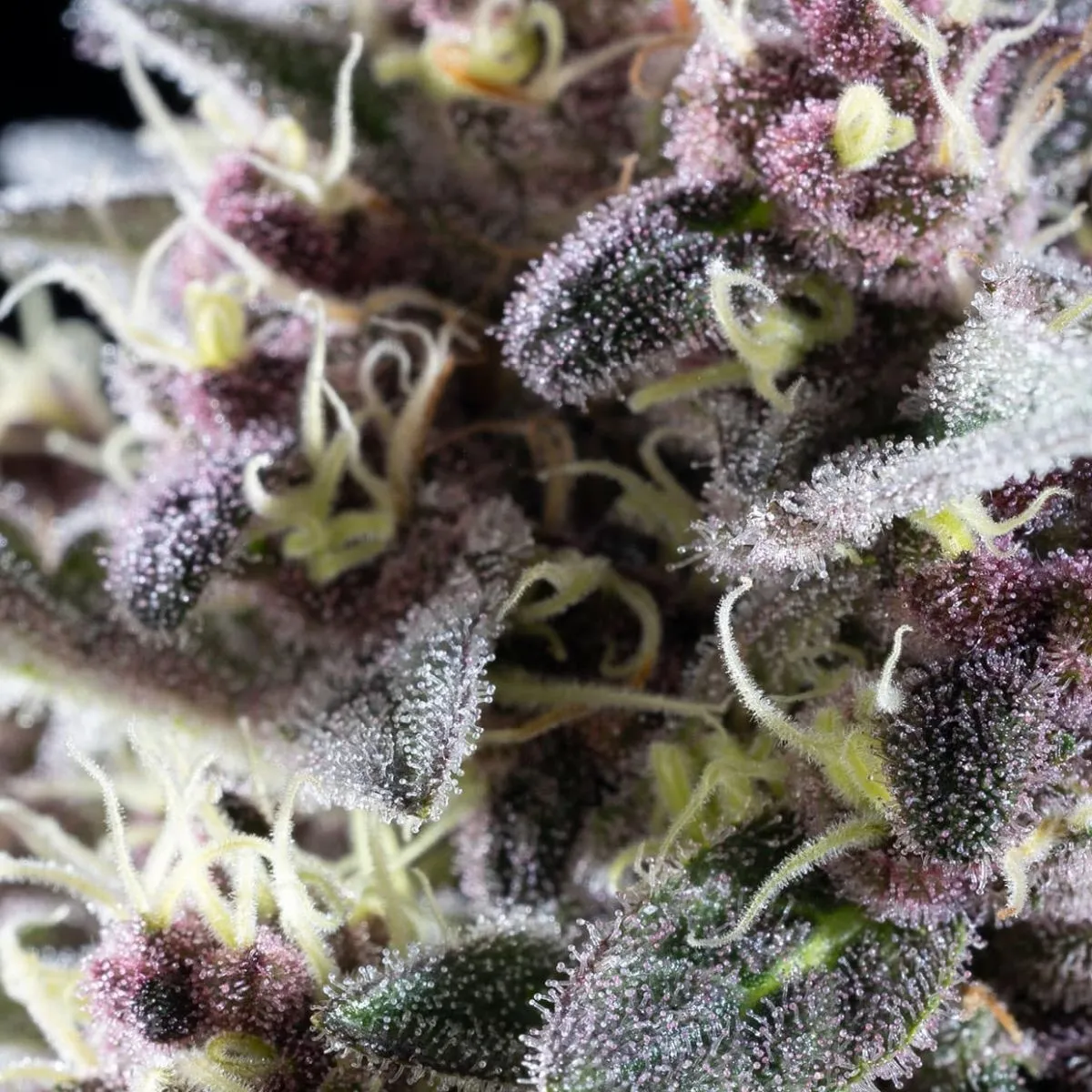Pink Gelato — immagine 3