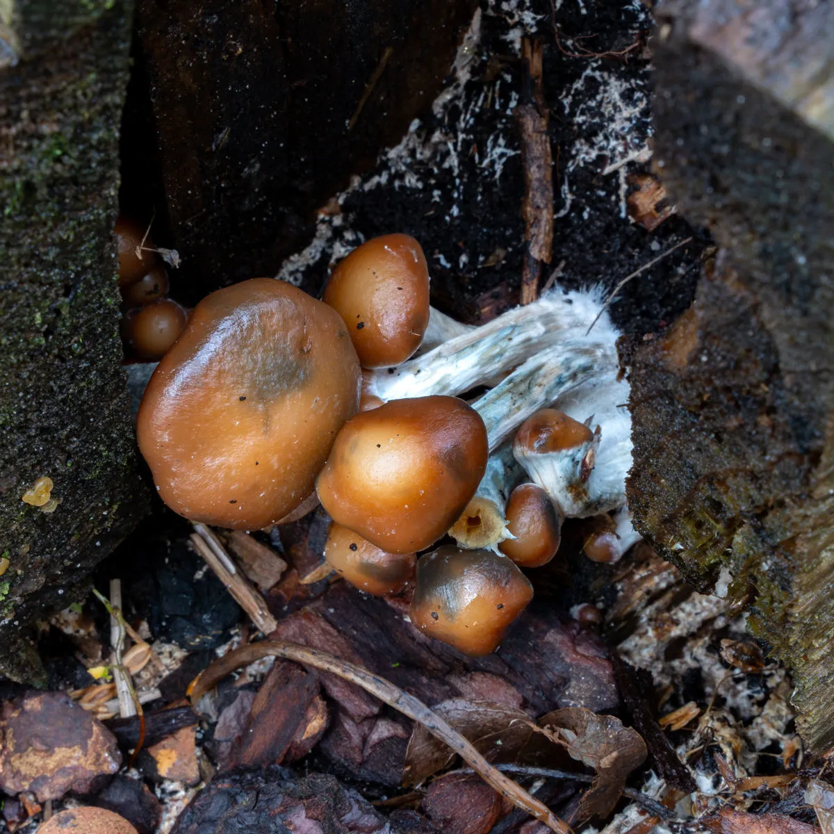 Siringa di coltura liquida Psilocybe azurescens (Acid Shroomz) — immagine 3
