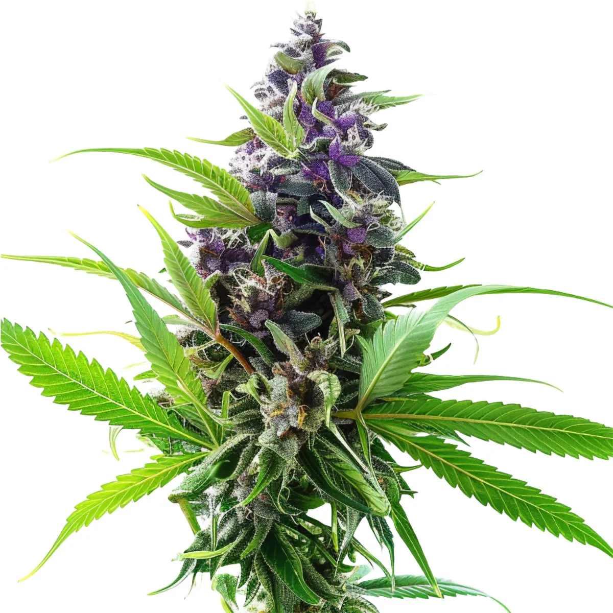 Purple Haze — immagine 2