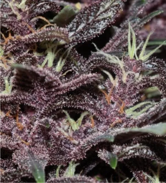 Purple Kush Auto — immagine 2