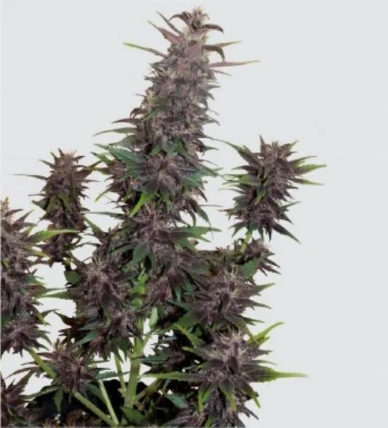 Purple Kush Auto — immagine 3