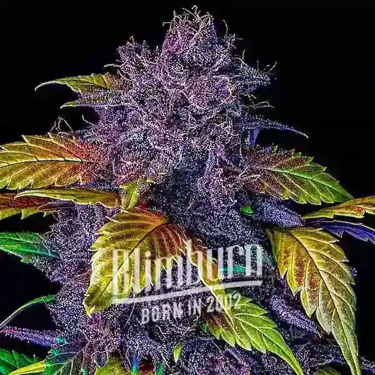 Purple Lemonade — immagine 2