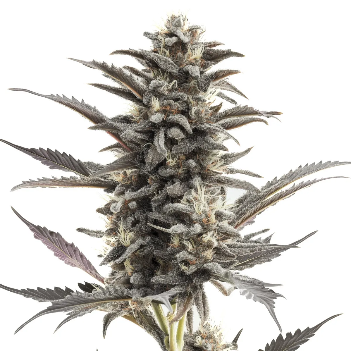 Purple Punch Auto — immagine 2