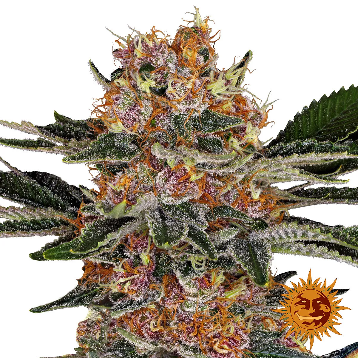 Purple Punch — immagine 2