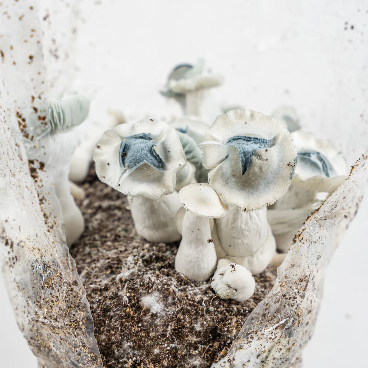 Sacca Ready-2-Grow 'APE' — immagine 4