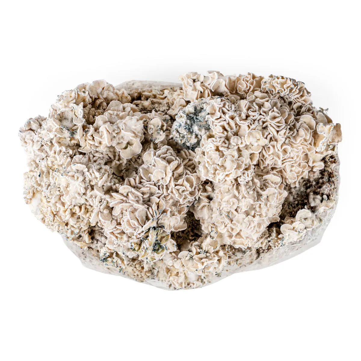 Ready-2-Grow Bag 'Enigma' — immagine 2