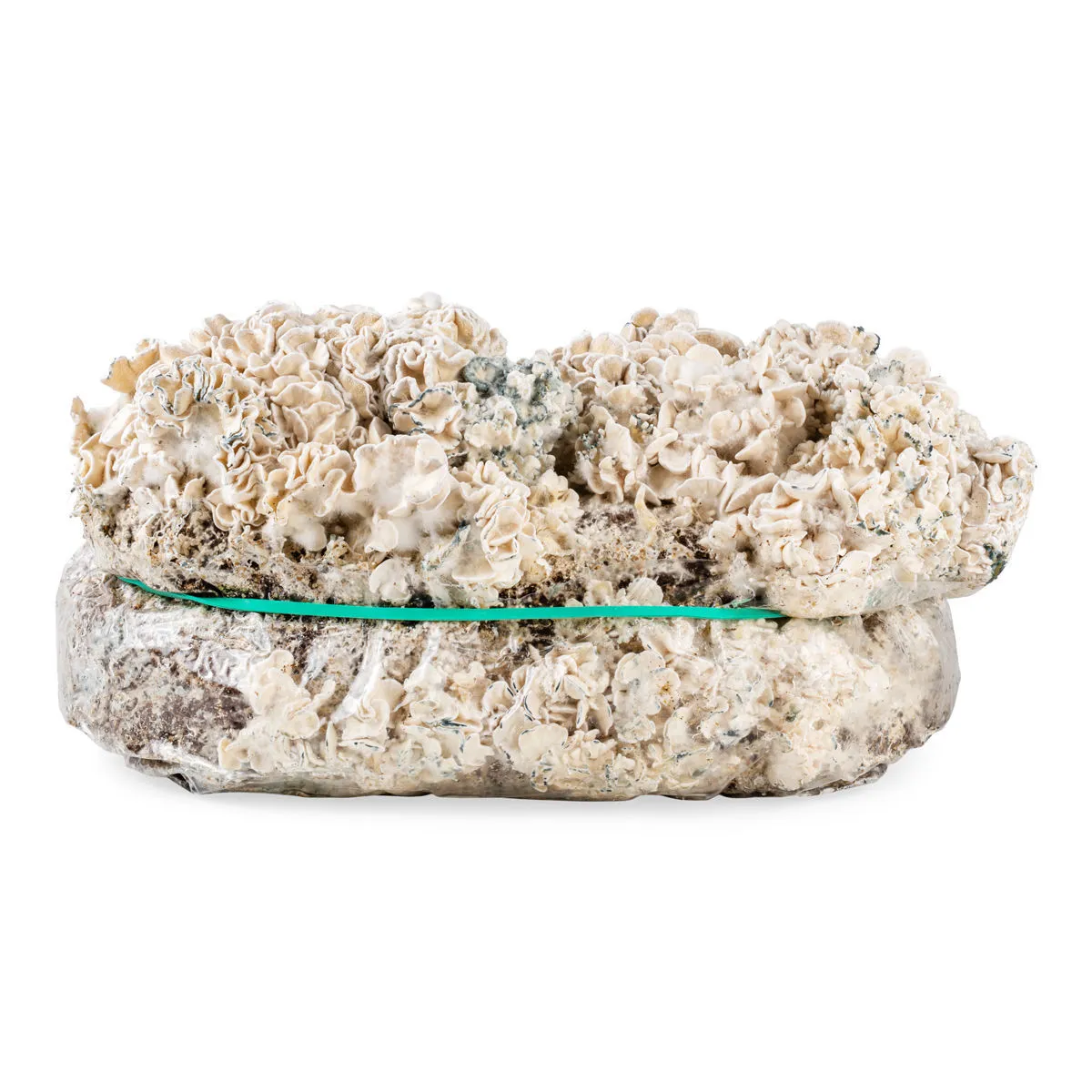 Ready-2-Grow Bag 'Enigma' — immagine 3