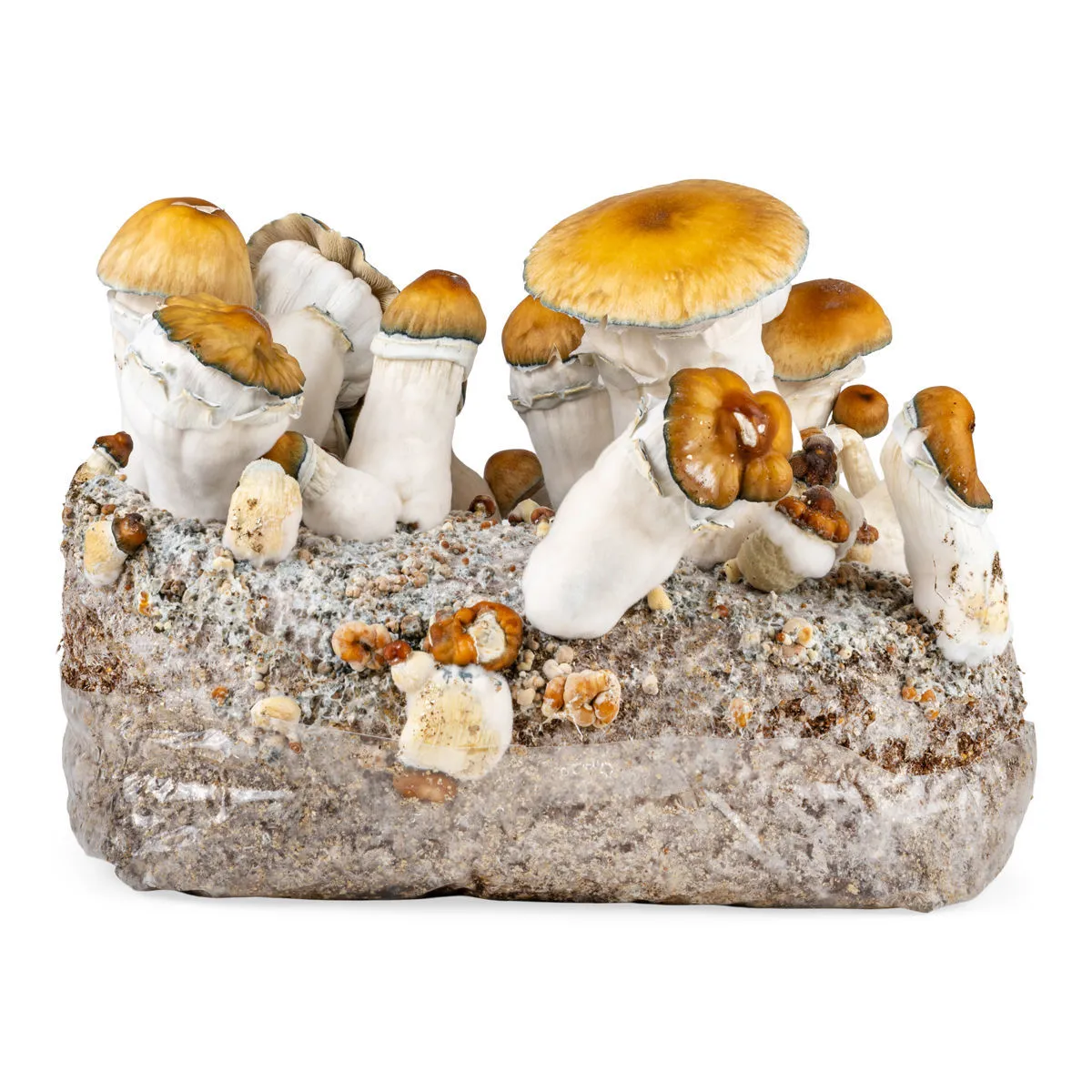 Grow kit Ready-2-Grow 'Hillbilly Pumpkin'