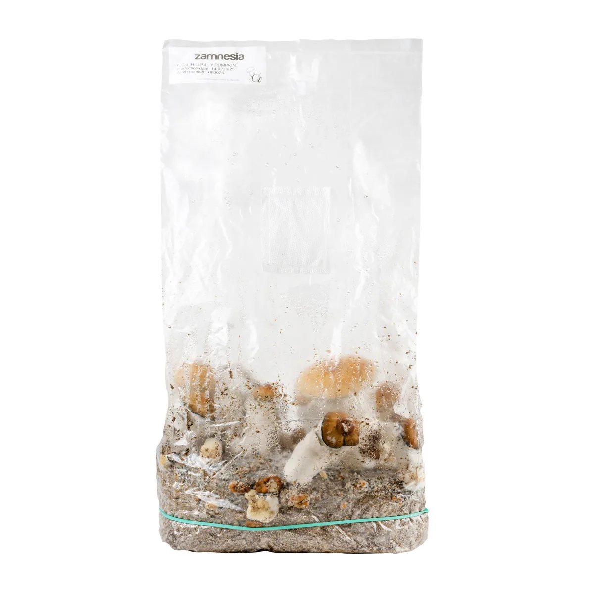 Grow kit Ready-2-Grow 'Hillbilly Pumpkin' — immagine 3