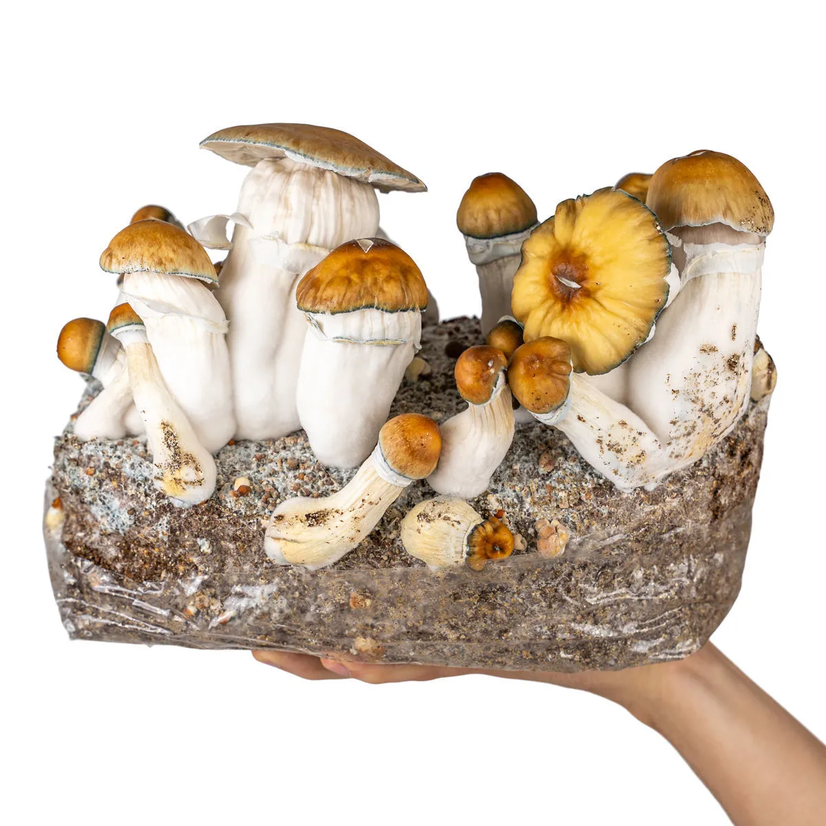 Grow kit Ready-2-Grow 'Hillbilly Pumpkin' — immagine 4