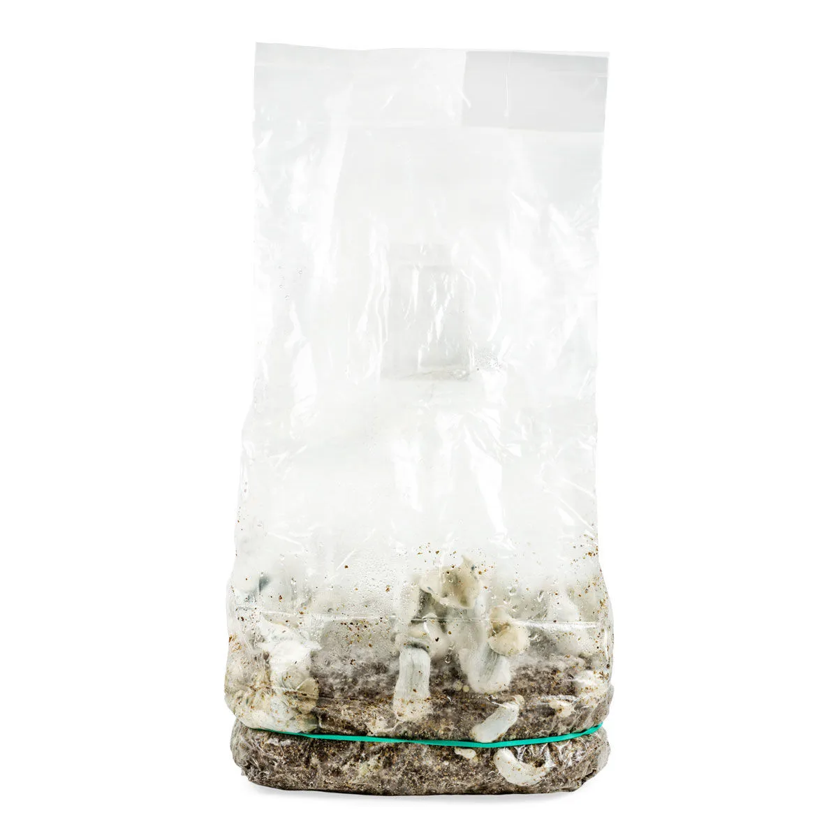 Grow Bag Ready-2-Grow 'Jack Rabbit' — immagine 2
