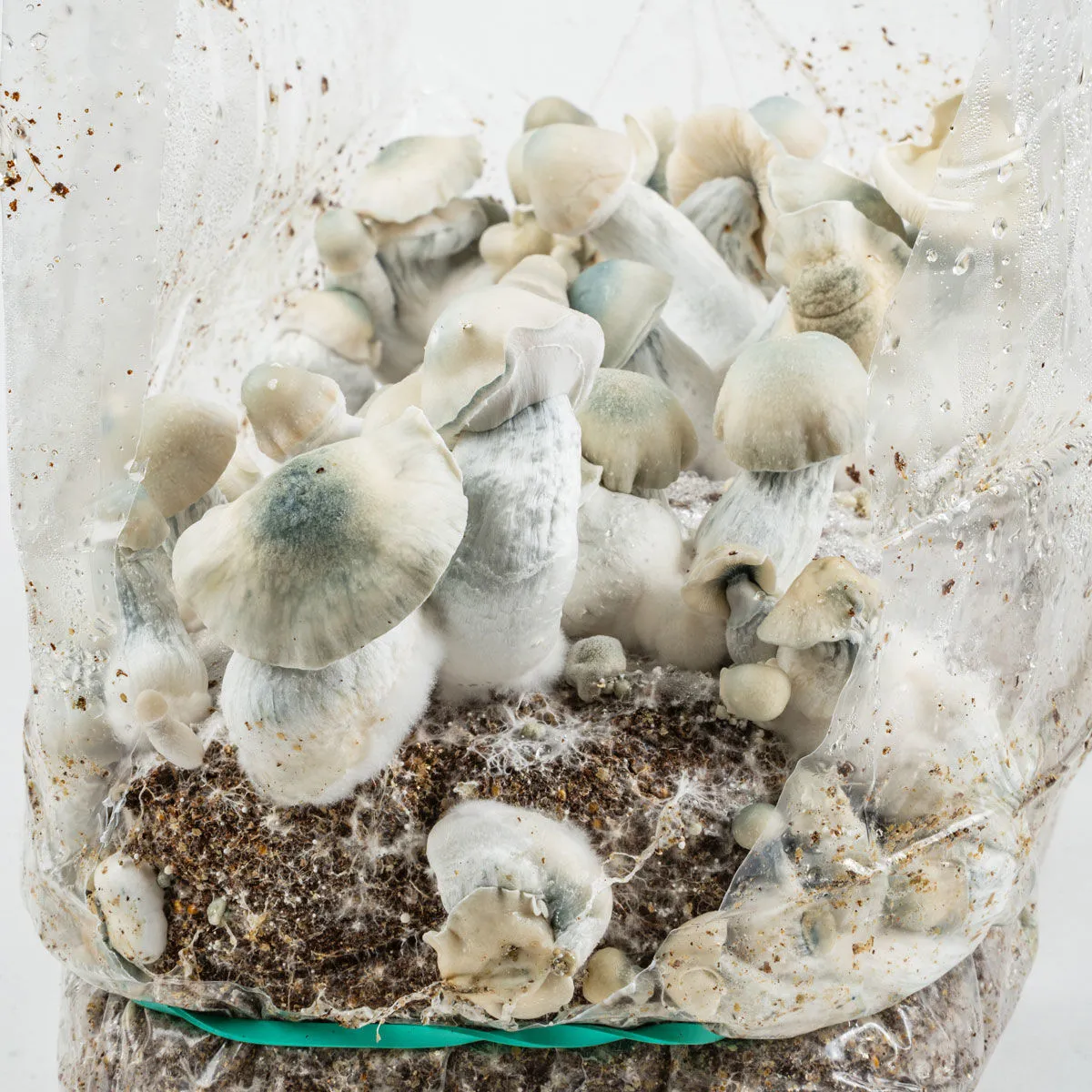 Grow Bag Ready-2-Grow 'Jack Rabbit' — immagine 3