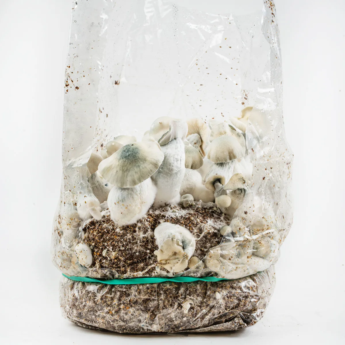Grow Bag Ready-2-Grow 'Jack Rabbit' — immagine 4