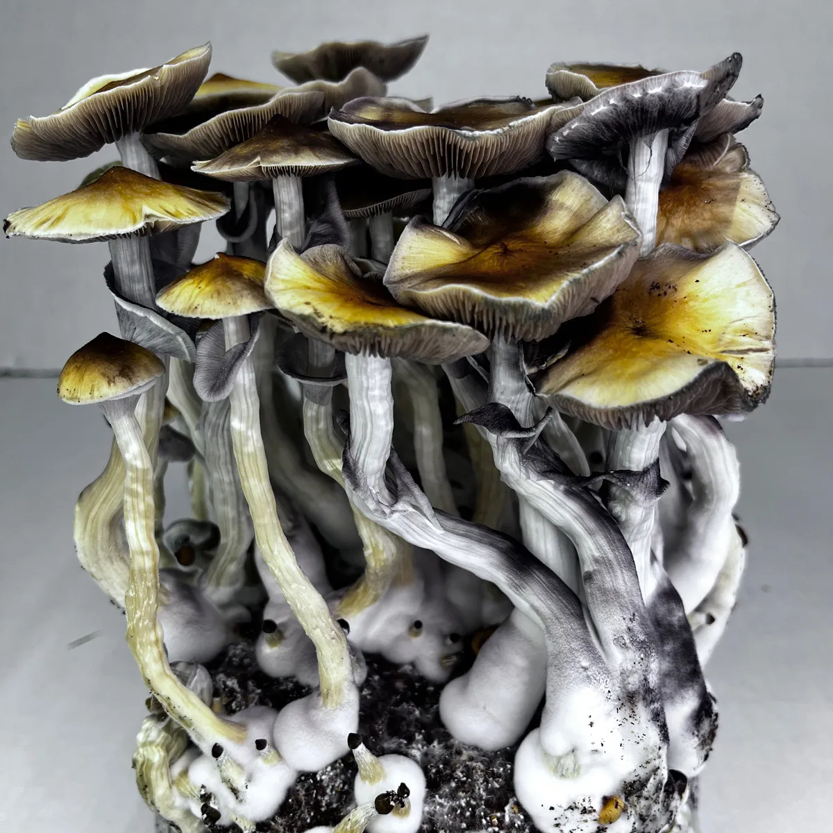 Ready-2-Grow Bag 'McKennaii' — immagine 2