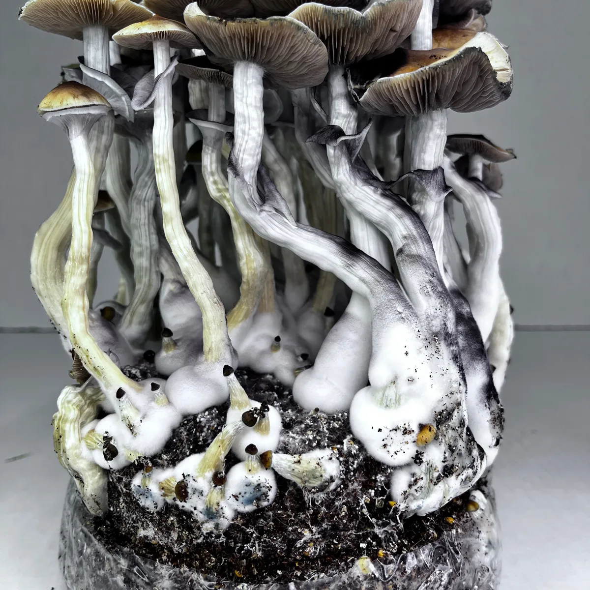 Ready-2-Grow Bag 'McKennaii' — immagine 3